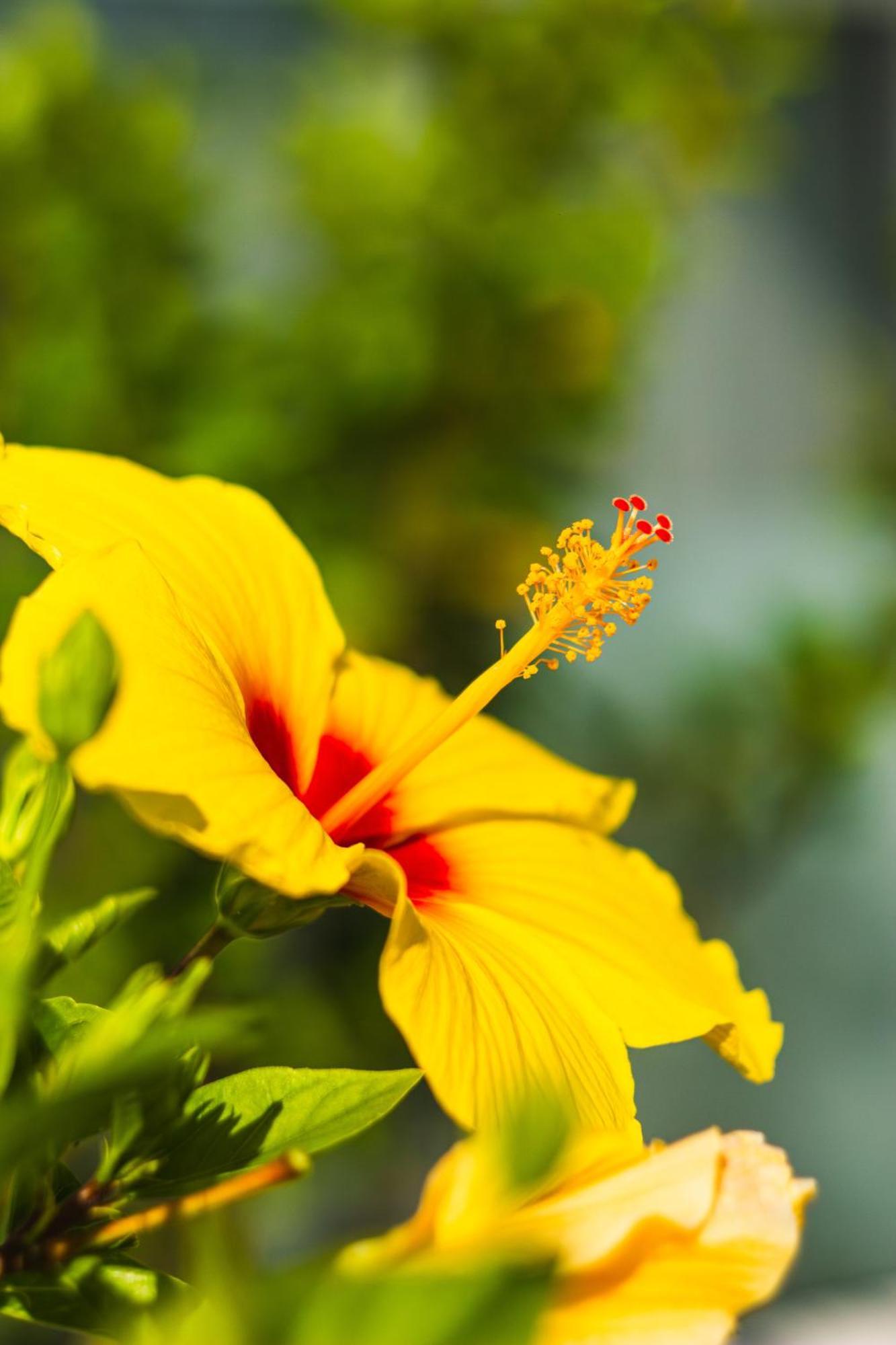 Costa Adeje Garden 3* Playa de las Americas (Tenerife)
